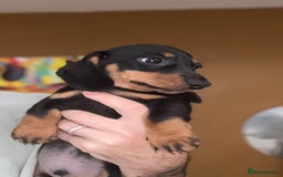 Miniature Dachshund dogs for sale: 🩷Stunning KC Mini Dachshund Puppies READY NOW  - Image 3