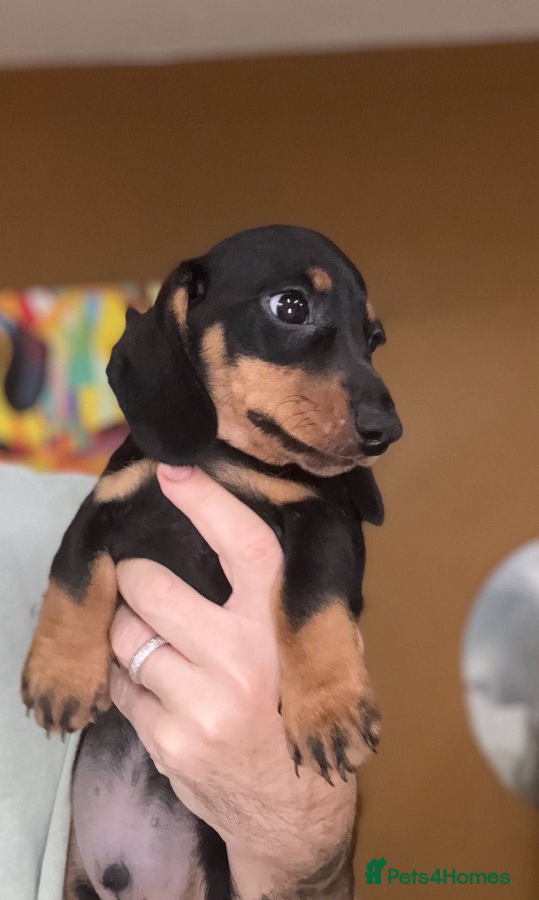 Miniature Dachshund dogs for sale: 🩷Stunning KC Mini Dachshund Puppies READY NOW  - Image 3