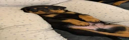 Rottweiler dogs for sale: Pure Breed Rottweiler  - Advert 6