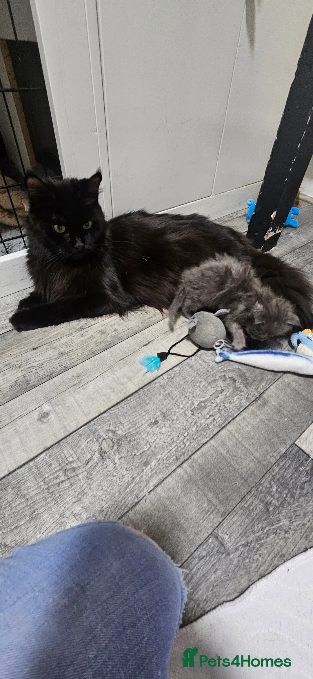 Maine Coon cats for sale: Beautiful tica registered maine coon kittens  - Advert 2