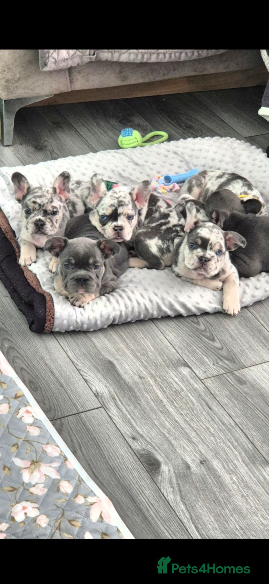 French Bulldog dogs  Beautiful French Bulldog Puppies from £1700 - Advert 2