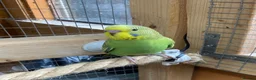 Budgerigars birds for sale: Baby budgies  - Advert 11