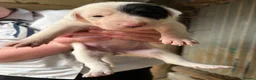 Mixed Breed dogs for sale: Gorgeous mixed collie pups in Llanfyllin - Advert 7
