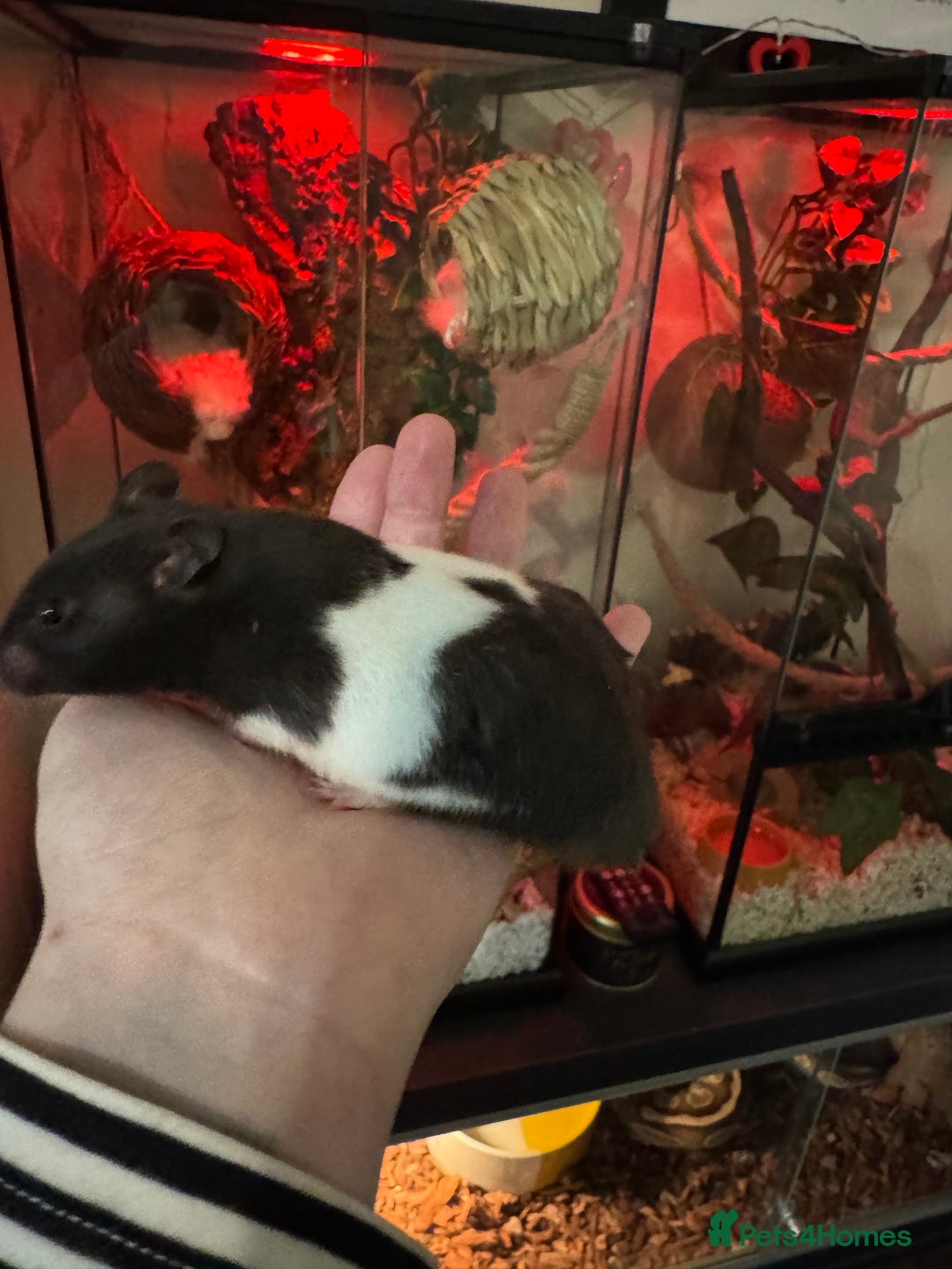 Hamster rodents for sale: Friendly male Syrian & brand new Savic plaza cage - Advert 2