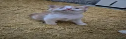 British Longhair cats for sale: Stunning Female Ginger Kittens - Advert 13