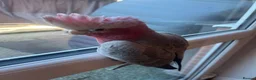 Cockatoo birds for sale: This is Elvis, extremely loving and a lot of fun in Colchester - Advert 9