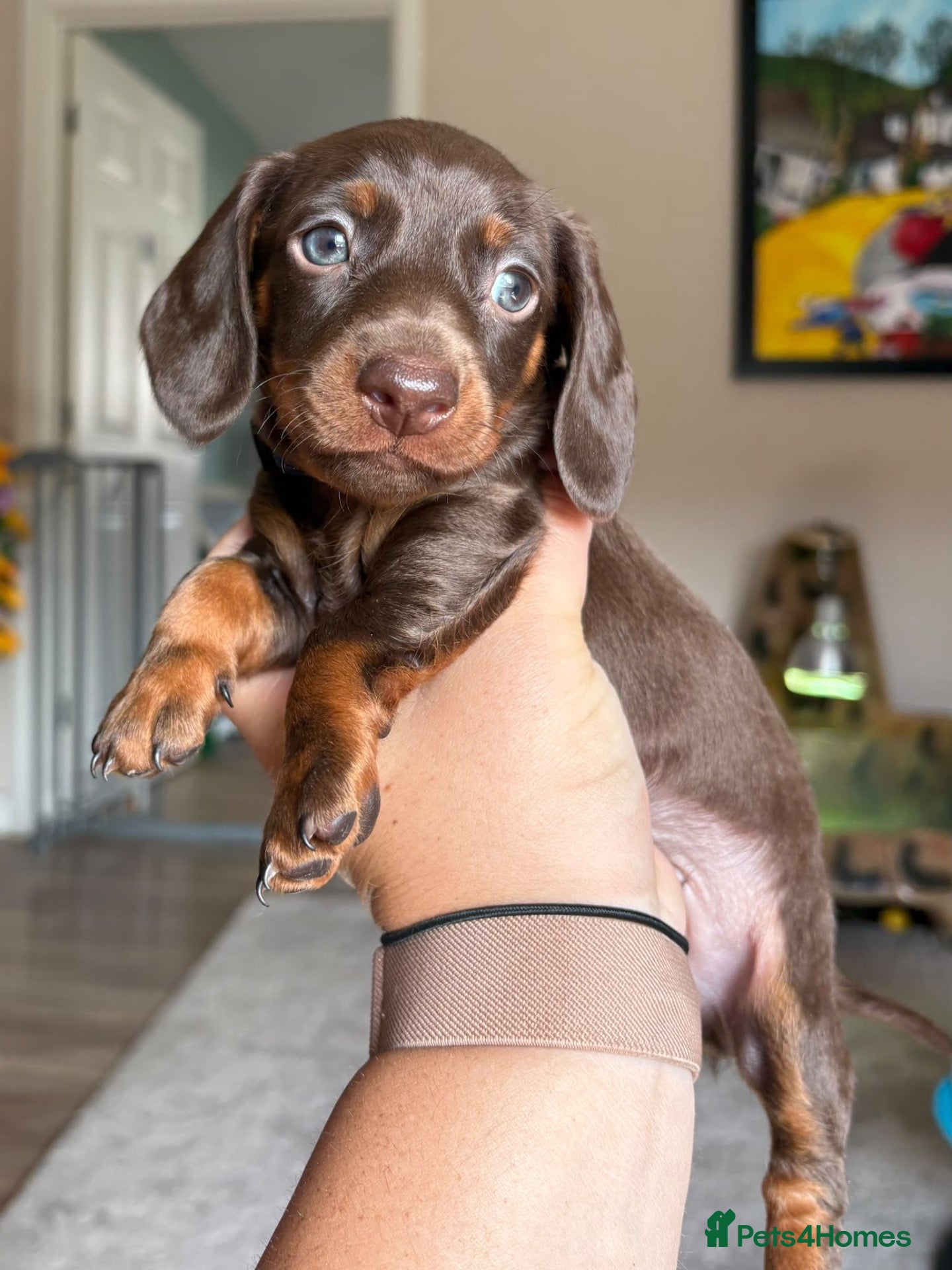 Miniature Dachshund dogs LAST BOY! Gorgeous Miniature Dachshund puppies. - Advert 16