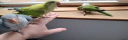 Parakeets birds for sale: Beautiful Hand Reared Quaker Parakeet babies 9 wks - Advert 11