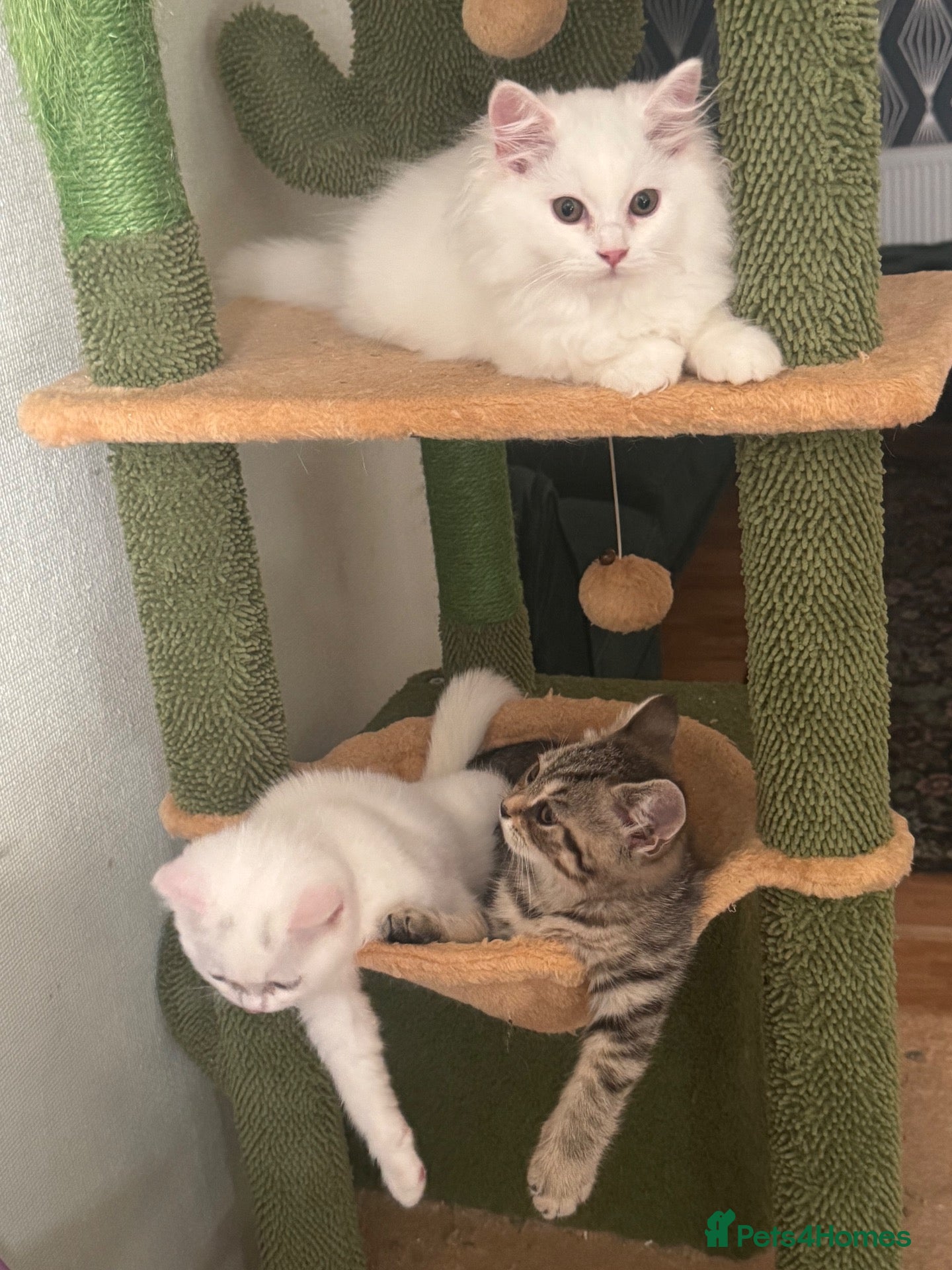 British Shorthair cats Beautiful Pedigree British Shorthair Kittens - Advert 5