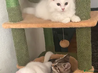 British Shorthair cats Beautiful Pedigree British Shorthair Kittens - Advert 5