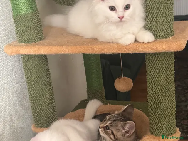 British Shorthair cats for sale: Beautiful Pedigree British Shorthair Kittens - Advert 1