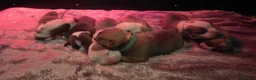 American Bully dogs for sale: Muscletone Bloodline American Bully Puppies - Advert 4