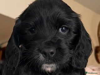Cocker Spaniel dogs Stunning Working Cocker Spaniel puppies - Advert 13