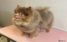 Pomeranian dogs for stud: 💜🧡Lilac & tan KC stud Benji champions in line  in Guildford - Image 7