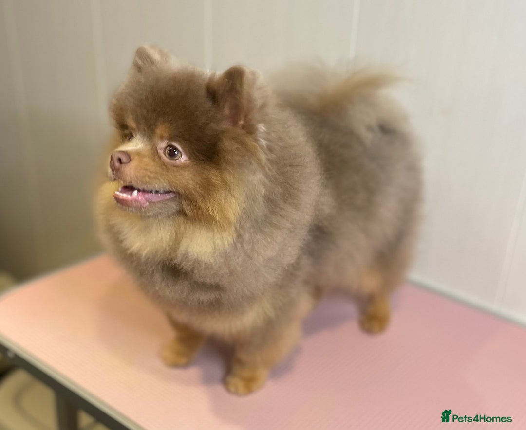 Pomeranian dogs for stud: 💜🧡Lilac & tan KC stud Benji champions in line  in Guildford - Image 7