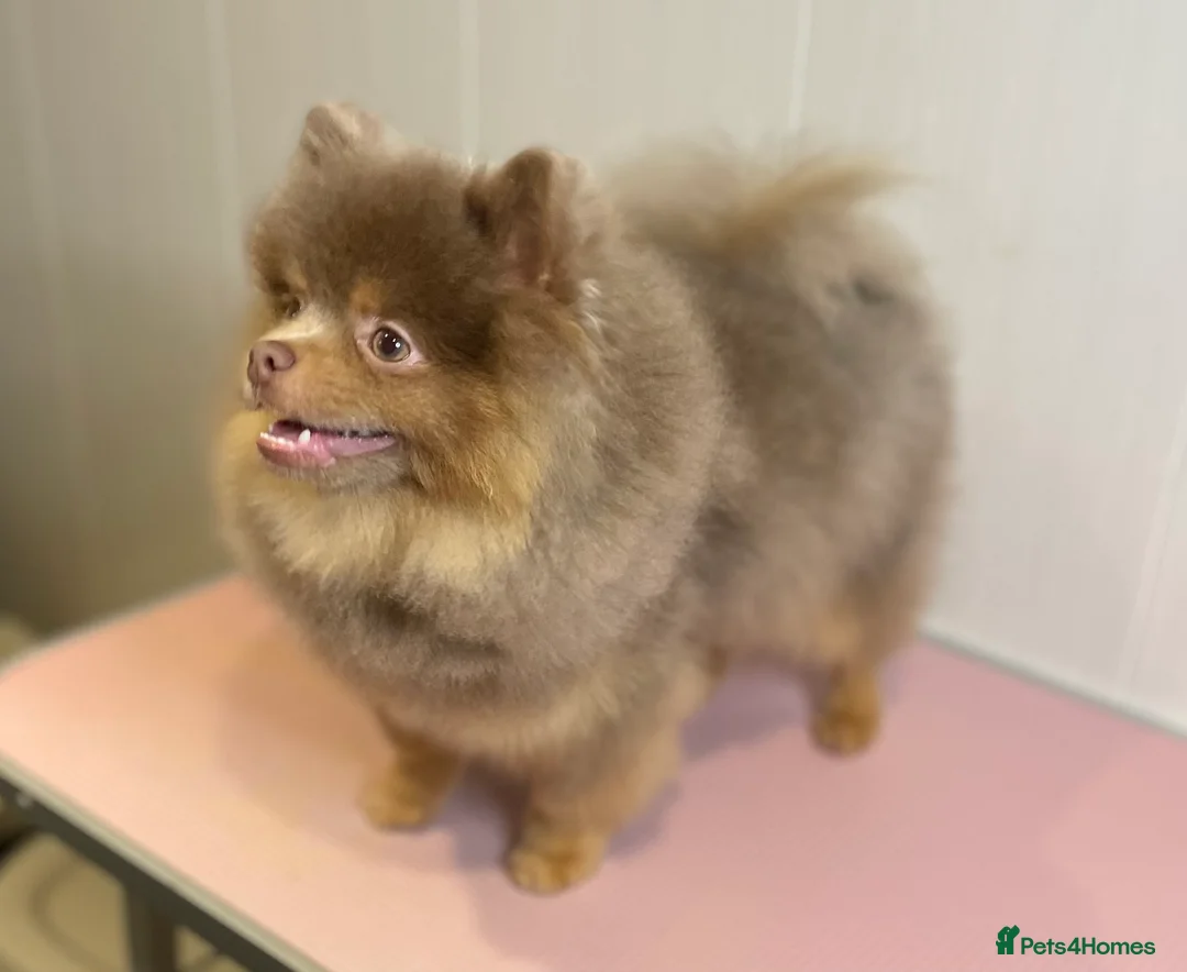 Pomeranian dogs for stud: 💜🧡Lilac & tan KC stud Benji champions in line  in Guildford - Advert 7