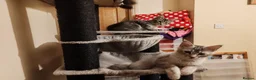 Maine Coon cats for sale: Lovely maine coon kittens - Advert 6