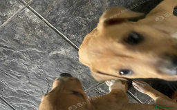 Jack Russell dogs for sale: 8 weeks remaining blue merle jack russells - Image 3