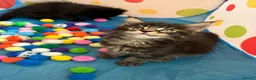 Maine Coon cats for sale: TICA registered Mainecoon kittens - Advert 4