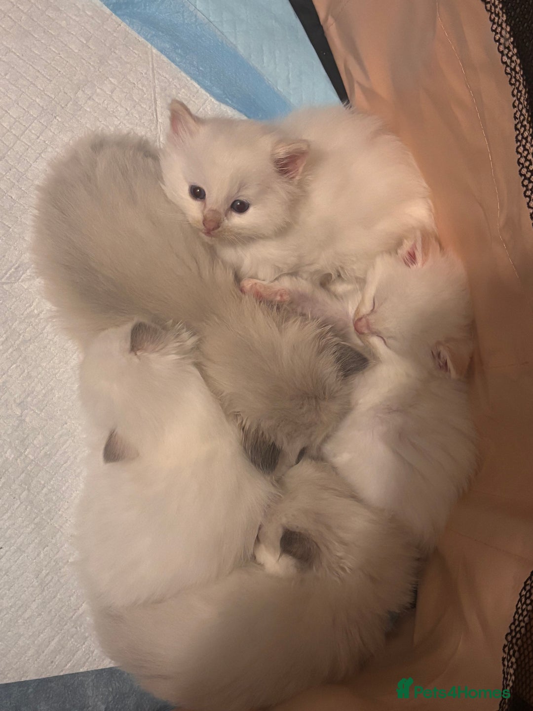 Ragdoll cats for sale: Ragdoll Kittens  - Image 3