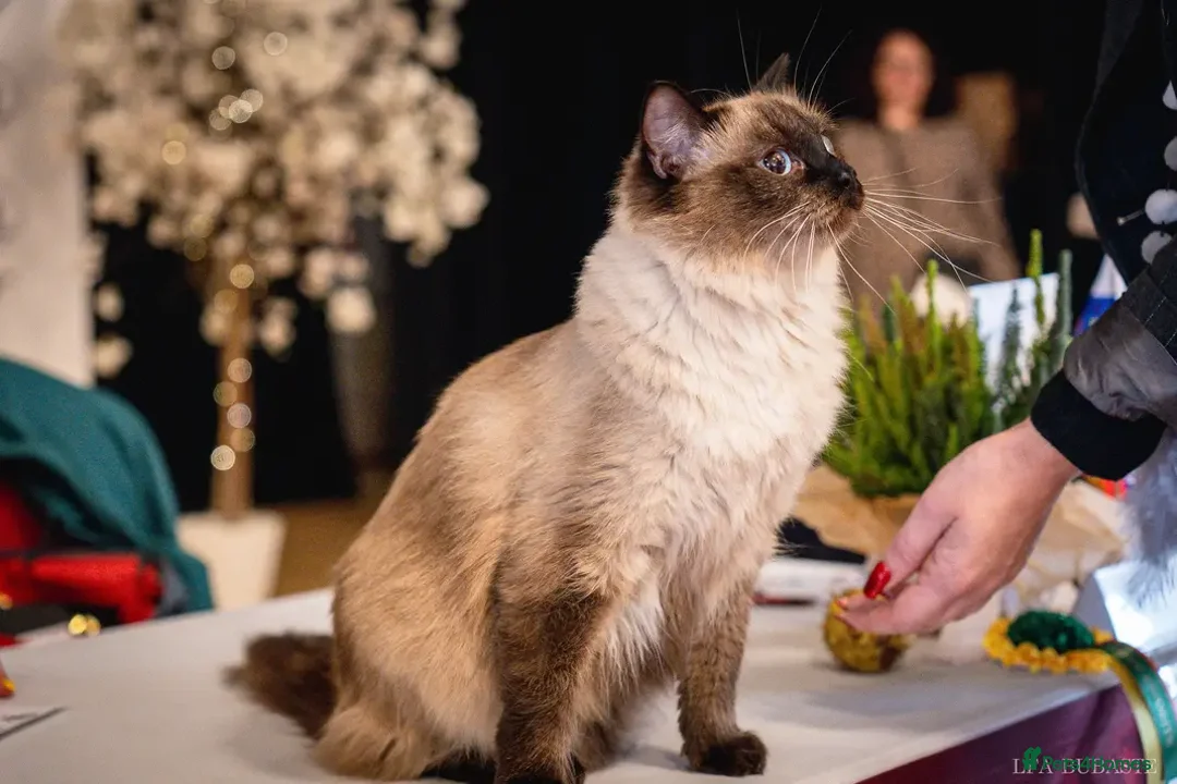 Ragdoll cats for sale: Luxury Blue Point Mitted Ragdoll Kittens - Advert 2