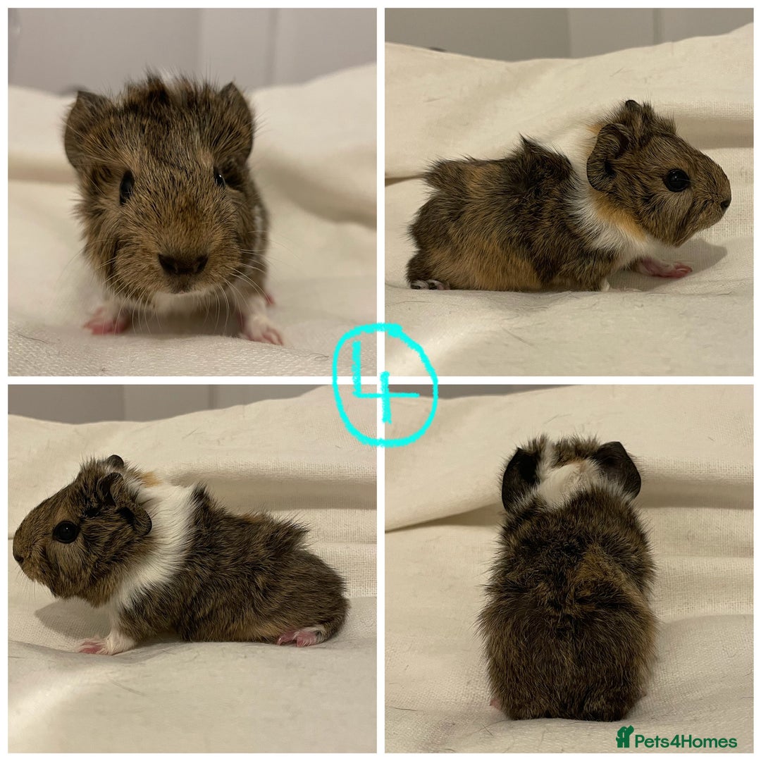 Guinea Pig rodents for sale: Baby Guinea Pig Boars - Image 9