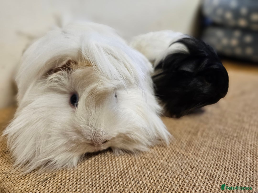 Guinea Pig rodents for sale: Bonded pairs of baby/young male guinea pigs - Advert 2