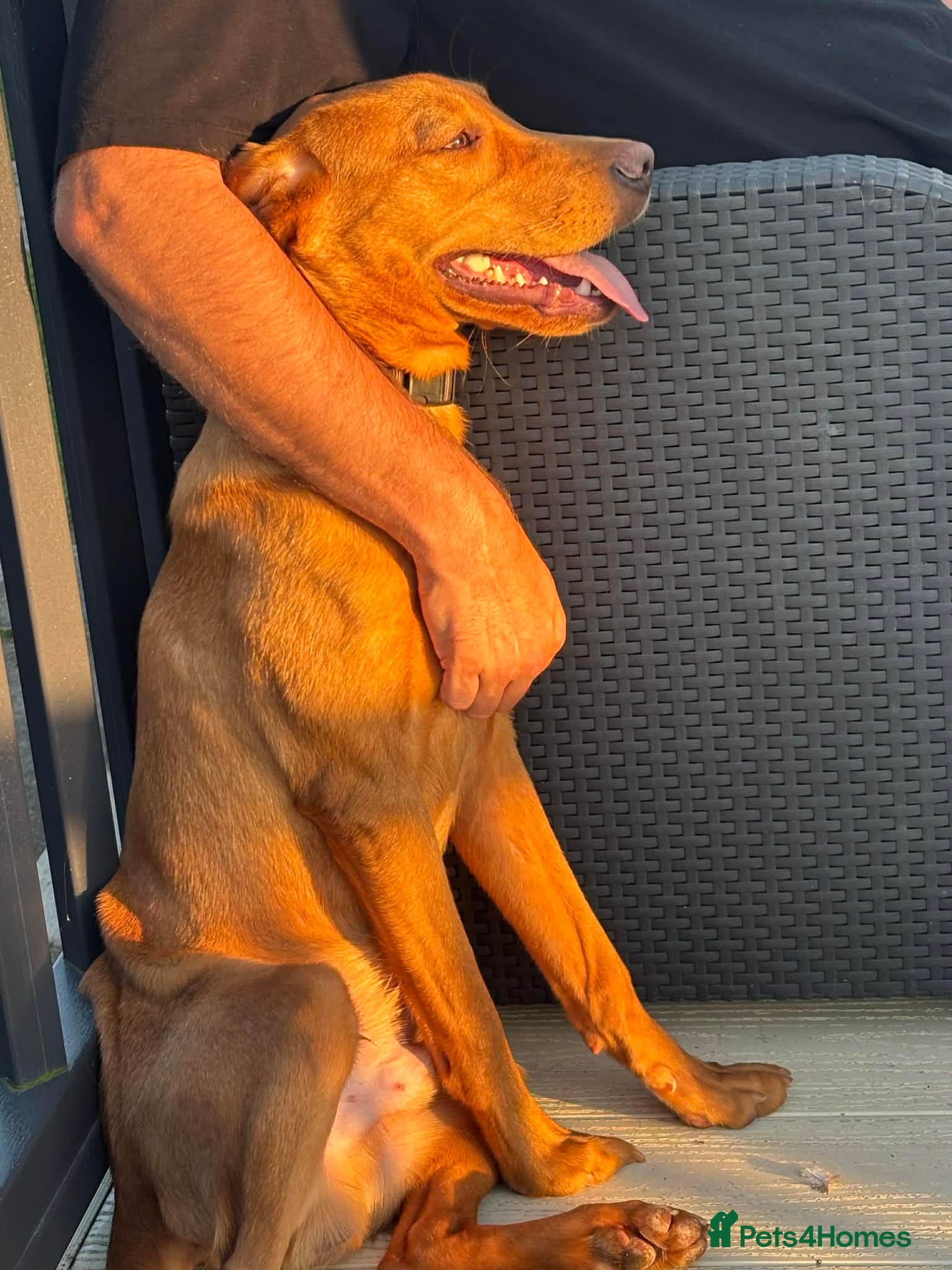Labrador Retriever dogs for stud: Kc reg fox red Labrador for stud  - Advert 2