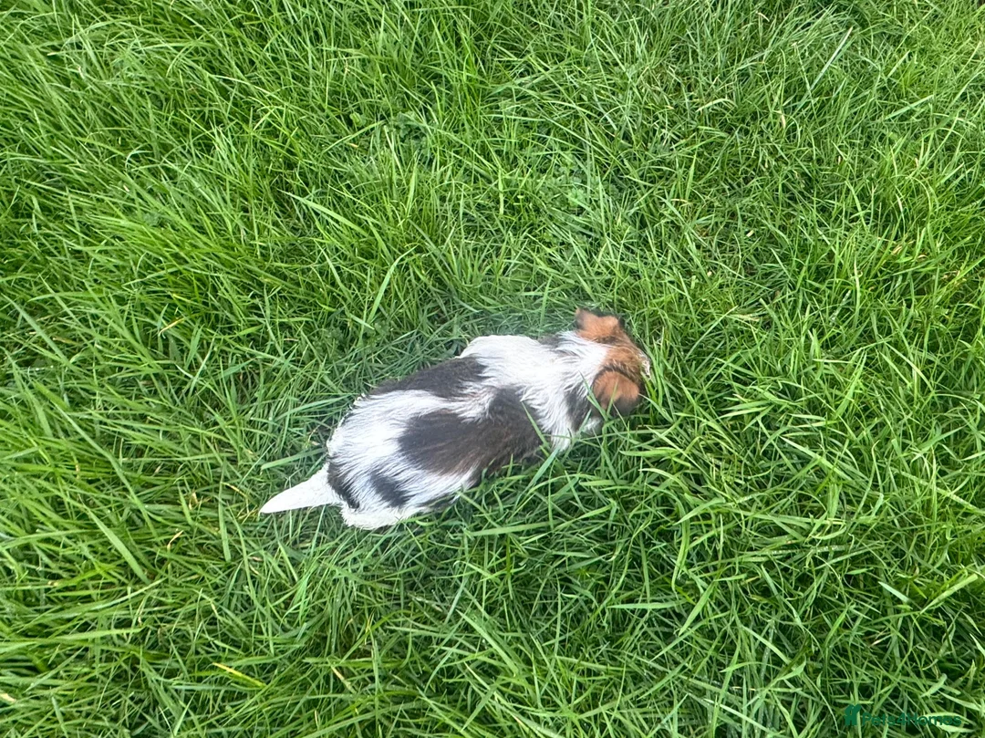 Jack Russell dogs for sale: 3 male tricolour long haired jackrussel puppies  - Advert 9