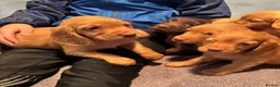 Cocker Spaniel dogs for sale: Beautiful Working Cocker Spanials - Advert 5