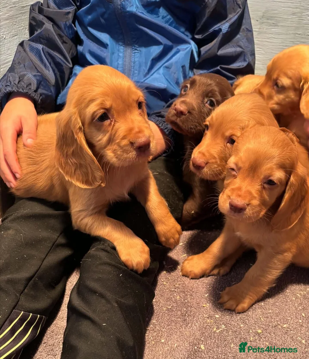 Cocker Spaniel dogs for sale: Beautiful Working Cocker Spanials - Advert 5