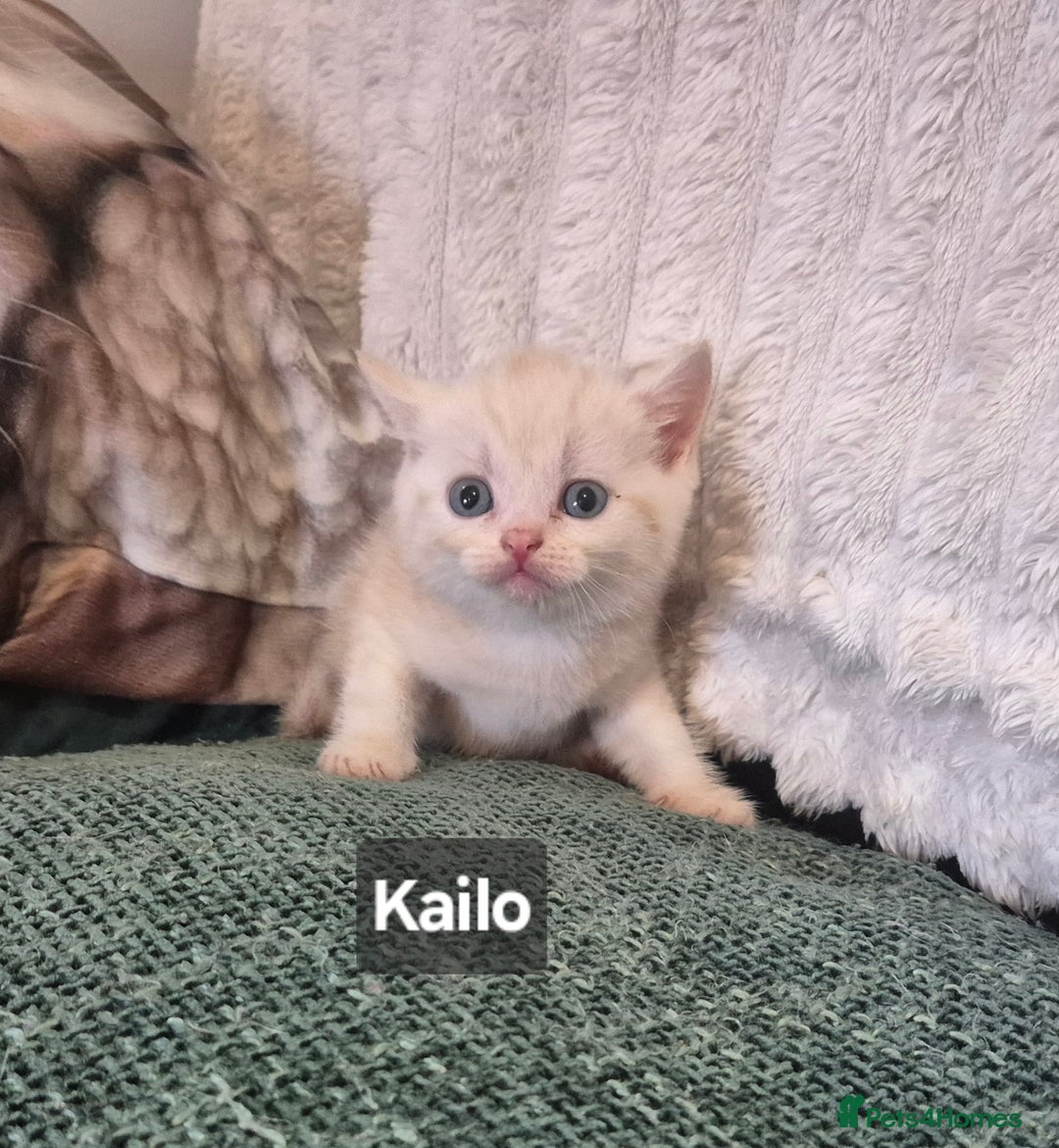 British Shorthair cats for sale: Beautiful British shorthair kittens - Image 6