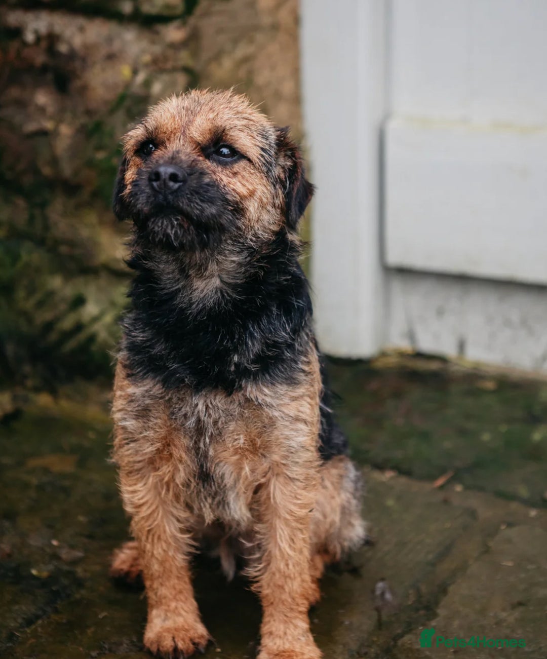 Border Terrier dogs for sale: KC REG-SLEM CLEAR-BORDER TERRIER LITTER - Image 8