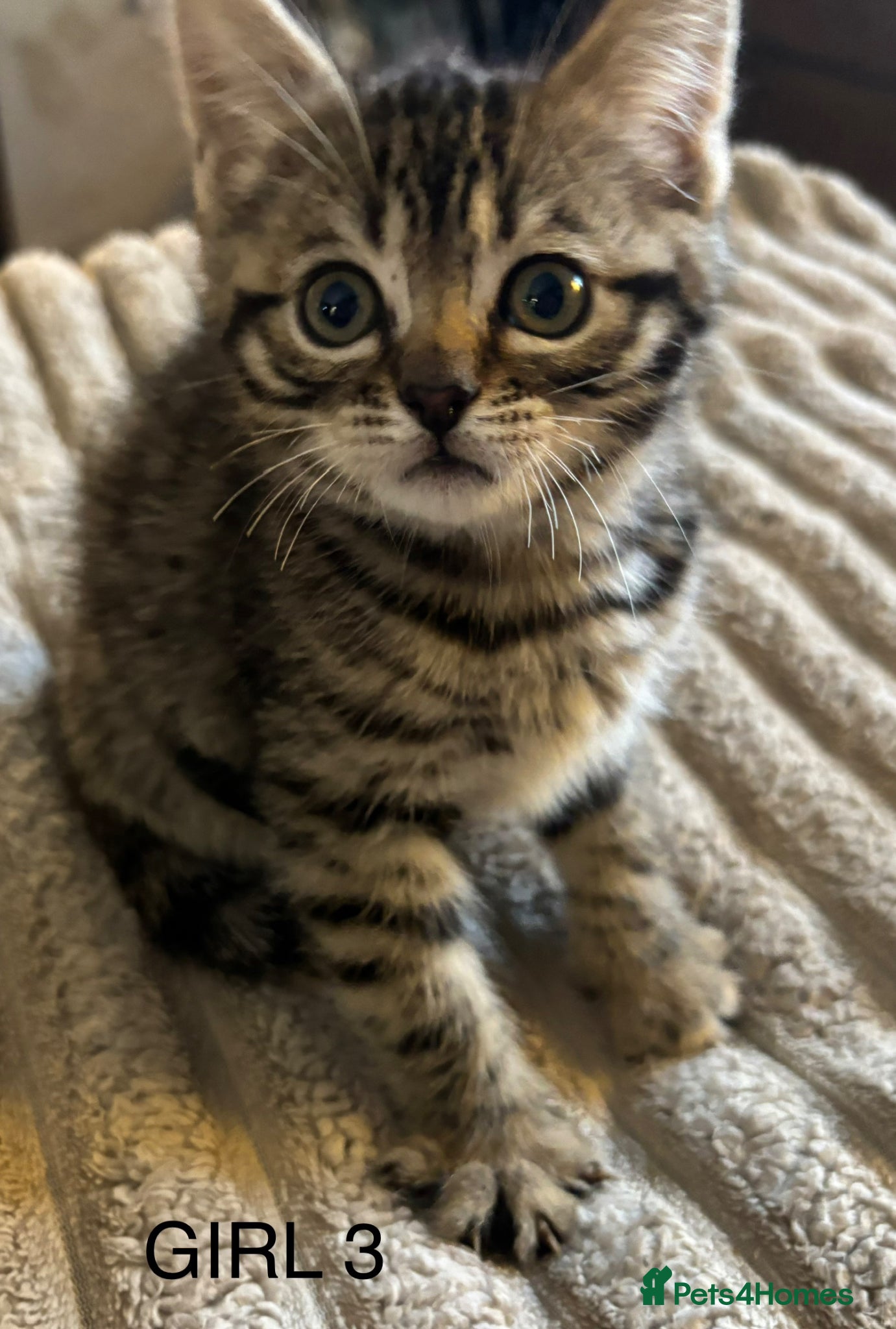 Mixed Breed cats **REDUCED**ONLY 2 LEFT Bengal cross Kittens - Advert 5