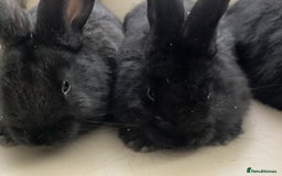 Flemish rabbits for sale: FLEMISH GIANT,CROSS - Advert 6