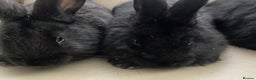 Flemish rabbits for sale: FLEMISH GIANT,CROSS - Advert 6