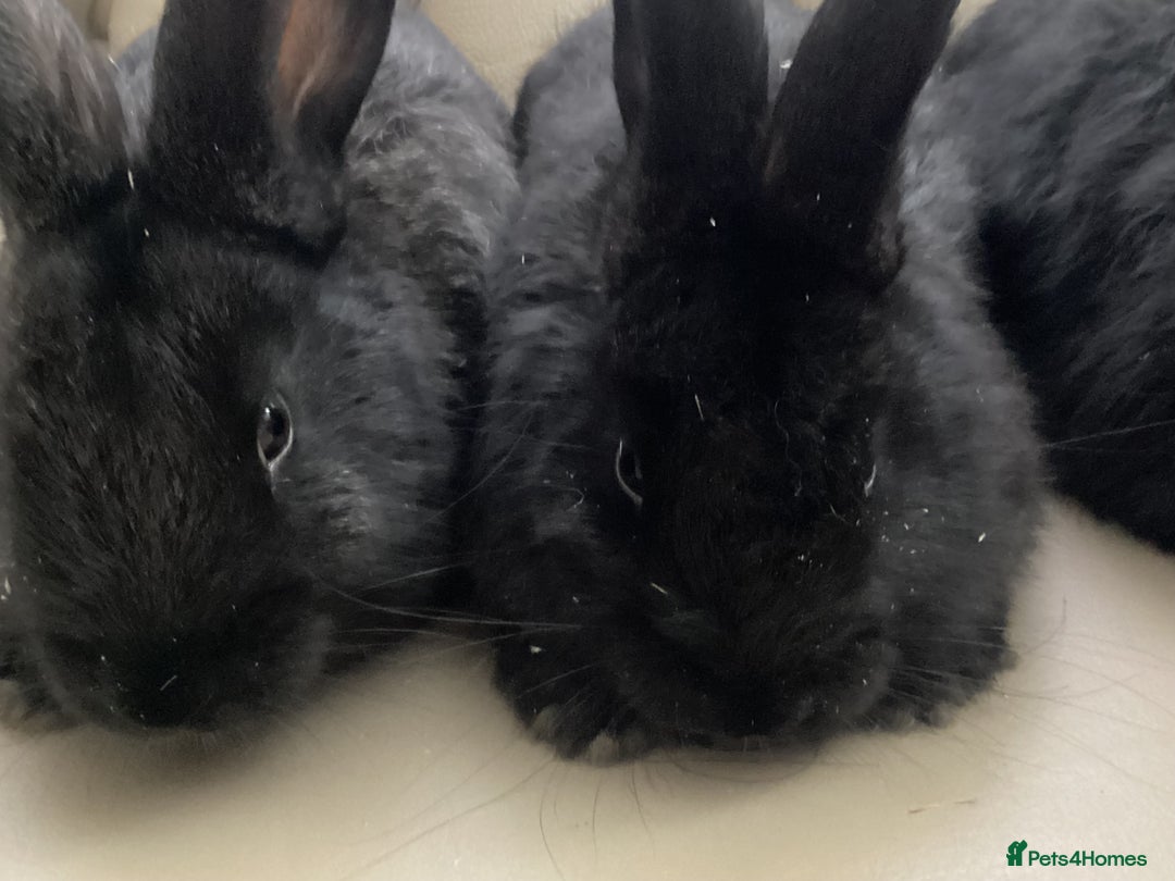 Flemish rabbits for sale: FLEMISH GIANT,CROSS - Advert 6