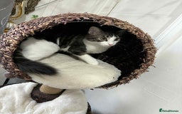 Mixed Breed cats for sale: Beautiful mixed breed looking for a new home  - Image 8