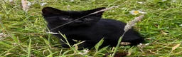 Mixed Breed cats for sale: Three kittens - Advert 4