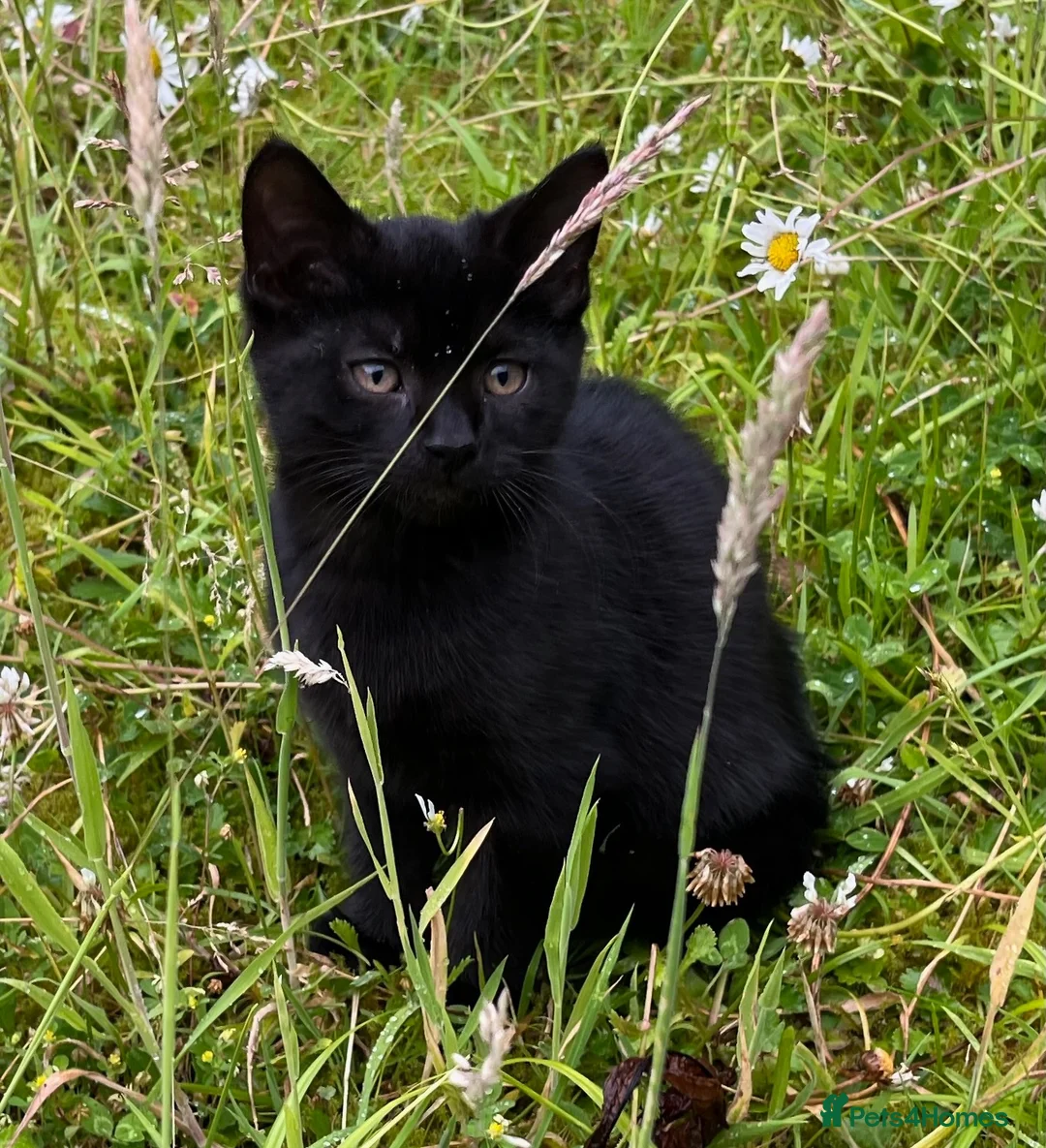 Mixed Breed cats for sale: Three kittens - Advert 4