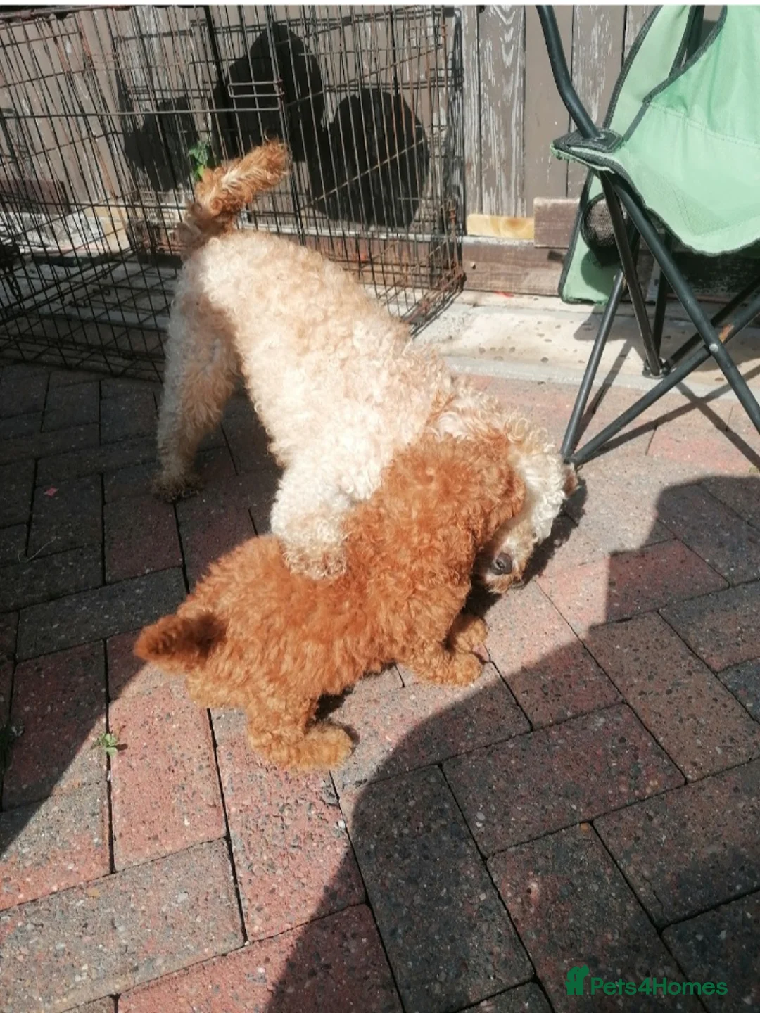 Miniature Poodle dogs for sale: Miniature poodle fox red last boy - Advert 16
