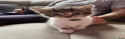 Mixed Breed cats for sale: 3 gorgeous boy kittens for sale  - Advert 10