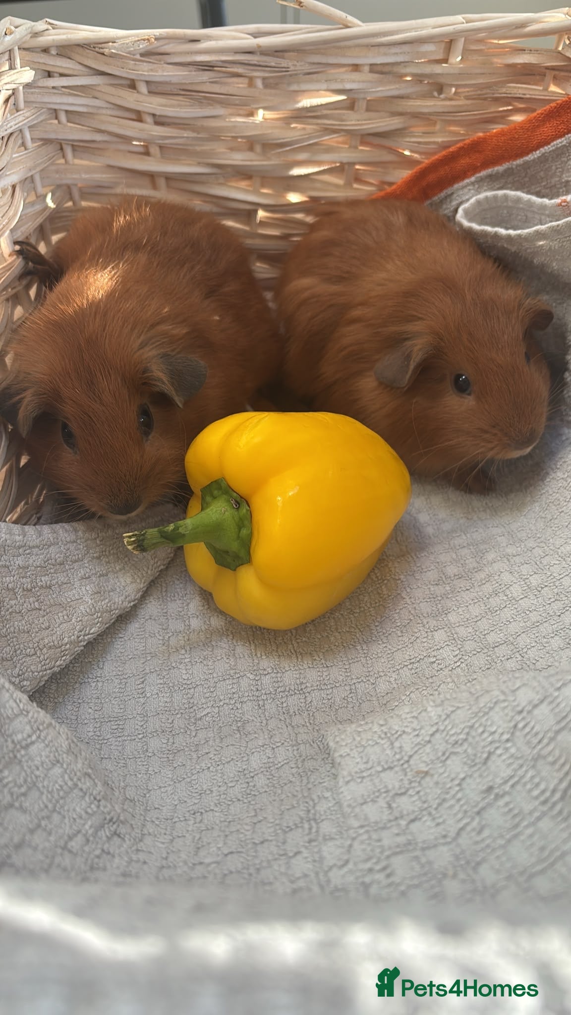 Guinea Pig rodents Beautiful Baby Guinea Pigs Boars Read to Reserve - Advert 12