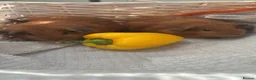 Guinea Pig rodents for sale: Beautiful Baby Guinea Pigs – Read to Reserve - Advert 4