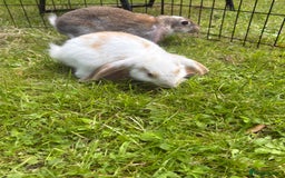 French Lop rabbits for sale: Beautiful and friendly French lop babies - Image 17