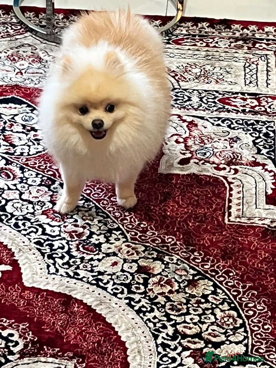 Pomeranian dogs for sale: 8 month old cute Pomeranian boy - Advert 2