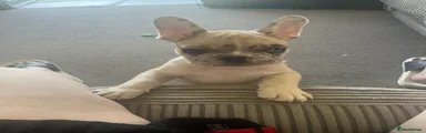 French Bulldog Puppy 1