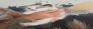 Ragdoll 3