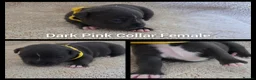 Staffordshire Bull Terrier dogs for sale: KC Blue Staffordshire Bull Terrier Puppies - Advert 14