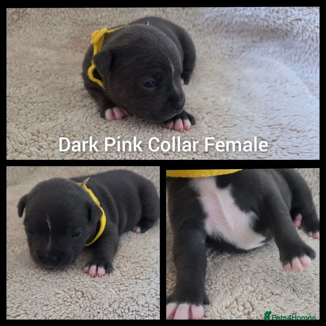 Staffordshire Bull Terrier dogs for sale: KC Blue Staffordshire Bull Terrier Puppies - Advert 14